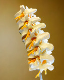 Photograph of the spine, the focus of chiropractic care.
